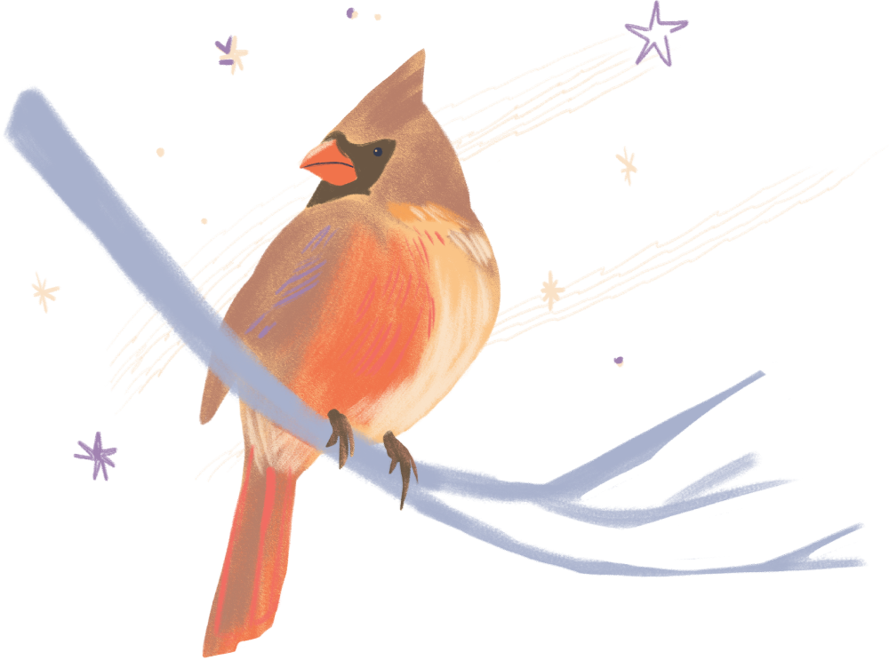 Decorative illustration of an intersex cardinal, split between the male red and female brown phenotypes, by Alex Aldritch Barrett